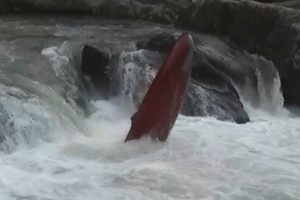 Milt Aitken performing an ender in a 14 ft canoe