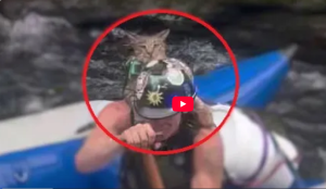 Tugalo the Whitewater Cat running Corkscrew Rapid, Chattooga, GA